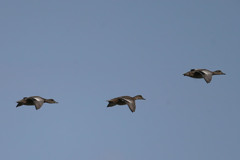 青空とオナガガモ
