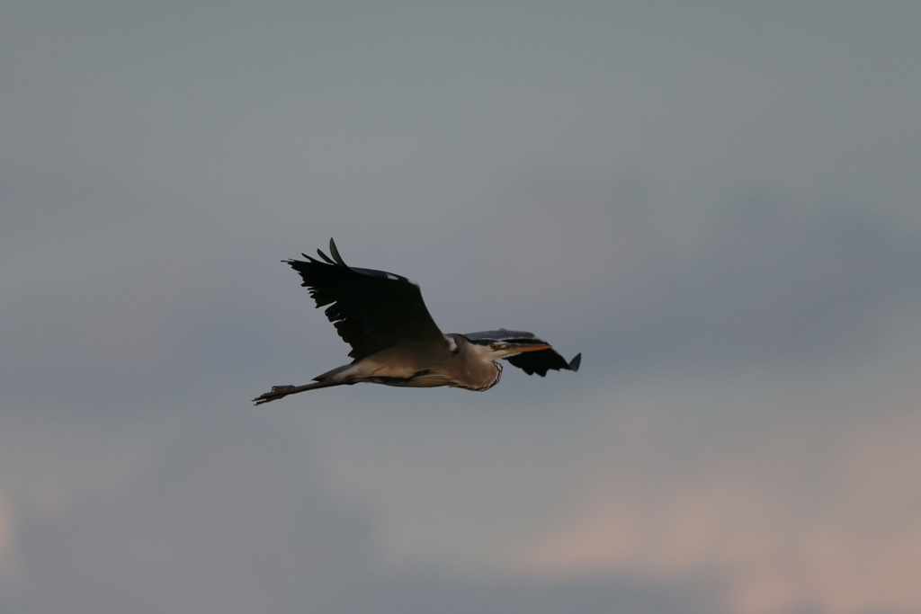 アオサギの飛び方-2