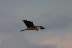 アオサギの飛び方-2