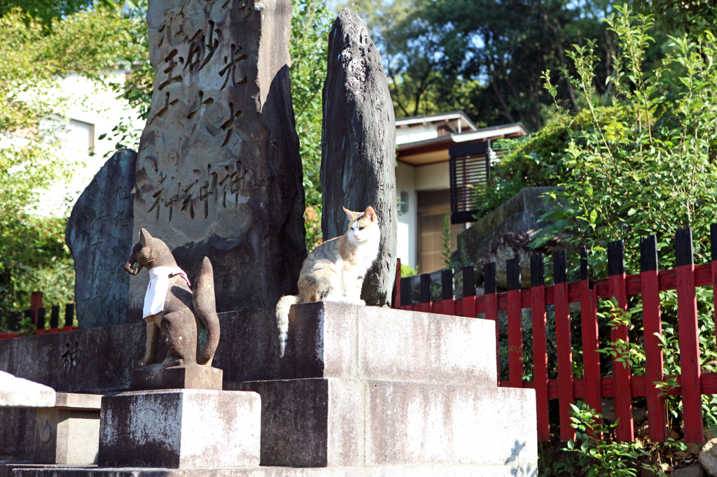 狐とねこのひなたぼっこ