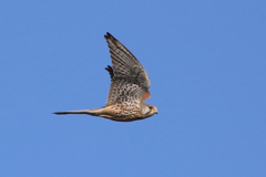 初チョウゲンボウ-2