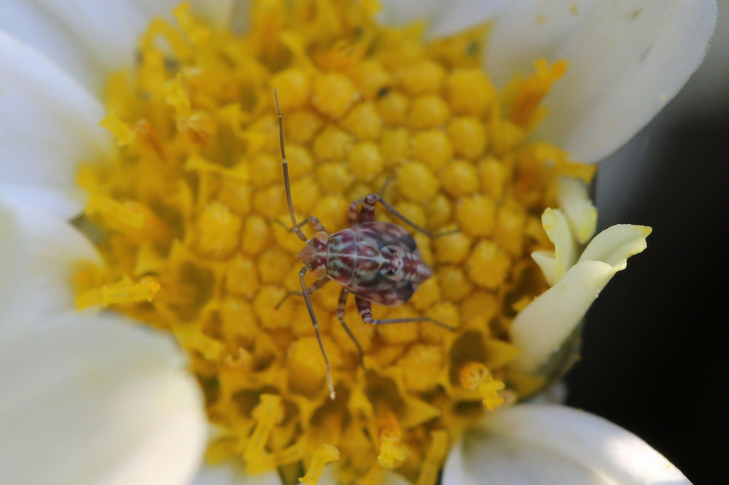 変わった模様です