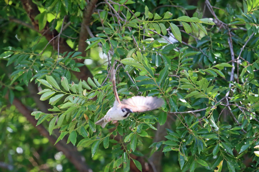 スズメ飛び出し