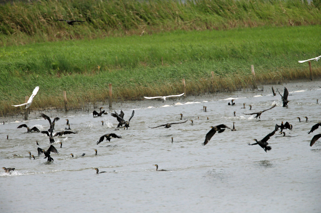 カワウさん団体行動