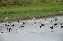 カワウさん団体行動