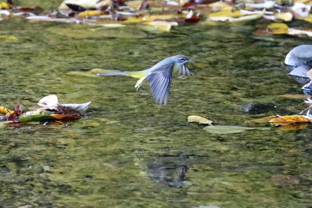 キセキレイ飛行中