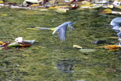 キセキレイ飛行中