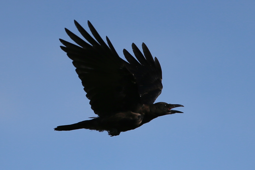 黒いとあつ～い