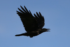 黒いとあつ～い