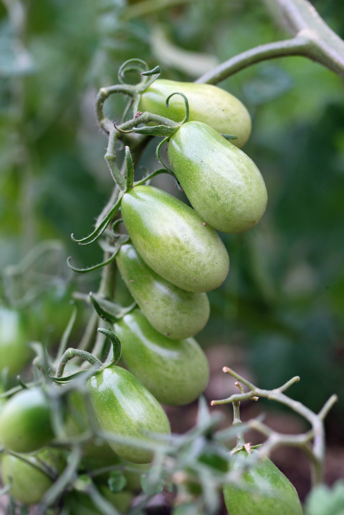 赤くならないアイコ