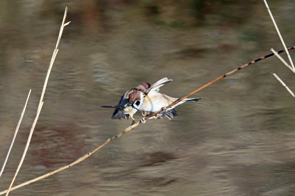 スズメの決闘-2