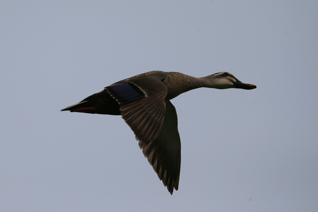 カモさん流し鳥