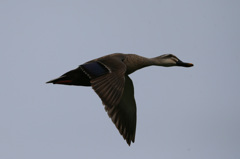 カモさん流し鳥