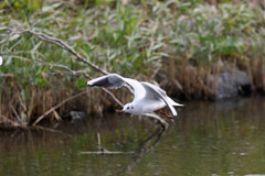 ユリカモメ飛び出し