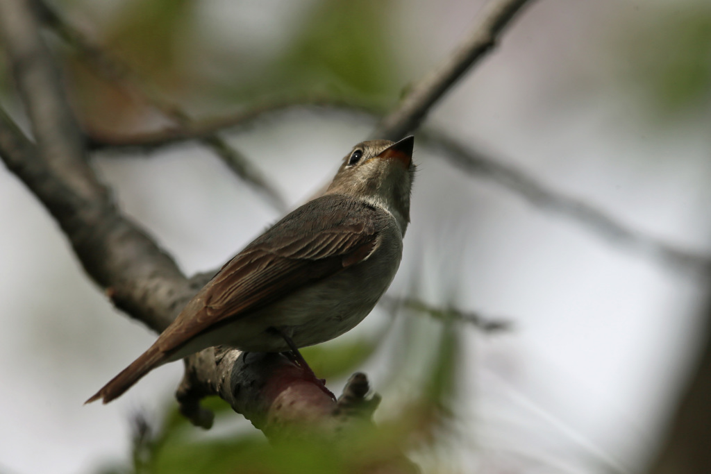 初めてのコサメビタキ-5