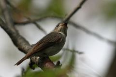 初めてのコサメビタキ-5