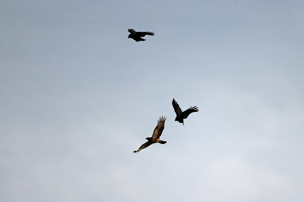 やっぱりカラスが強いのね