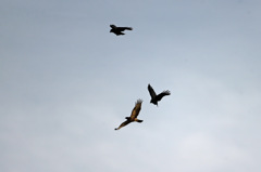 やっぱりカラスが強いのね