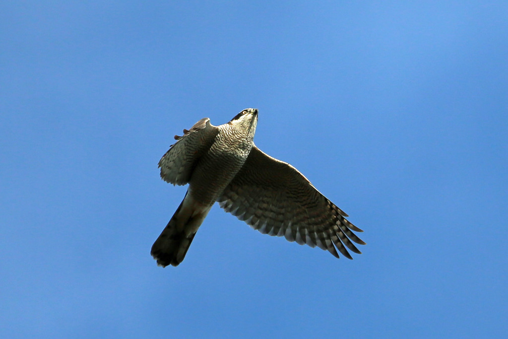 オオタカ上昇中