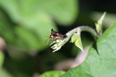 あなたはどなた