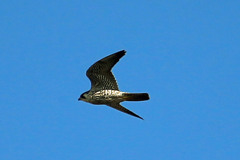 ひさしぶりだねハヤブサ君