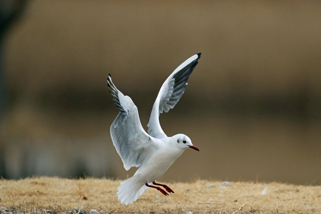 ユリカモメ着地姿勢