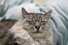 肥ったかにゃ 肥ったかにゃ