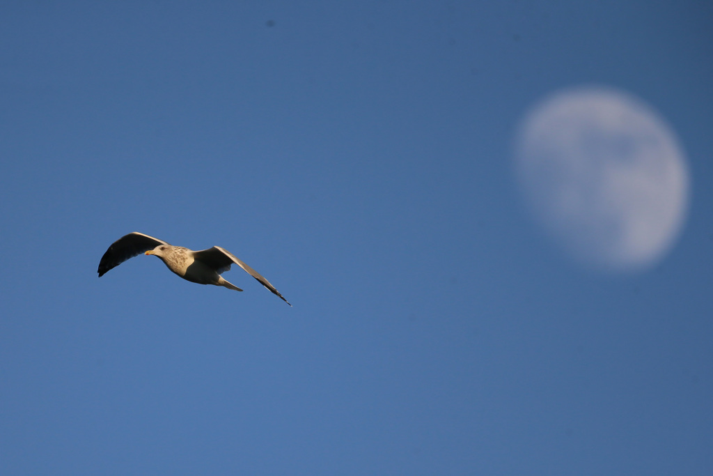月とセグロカモメ