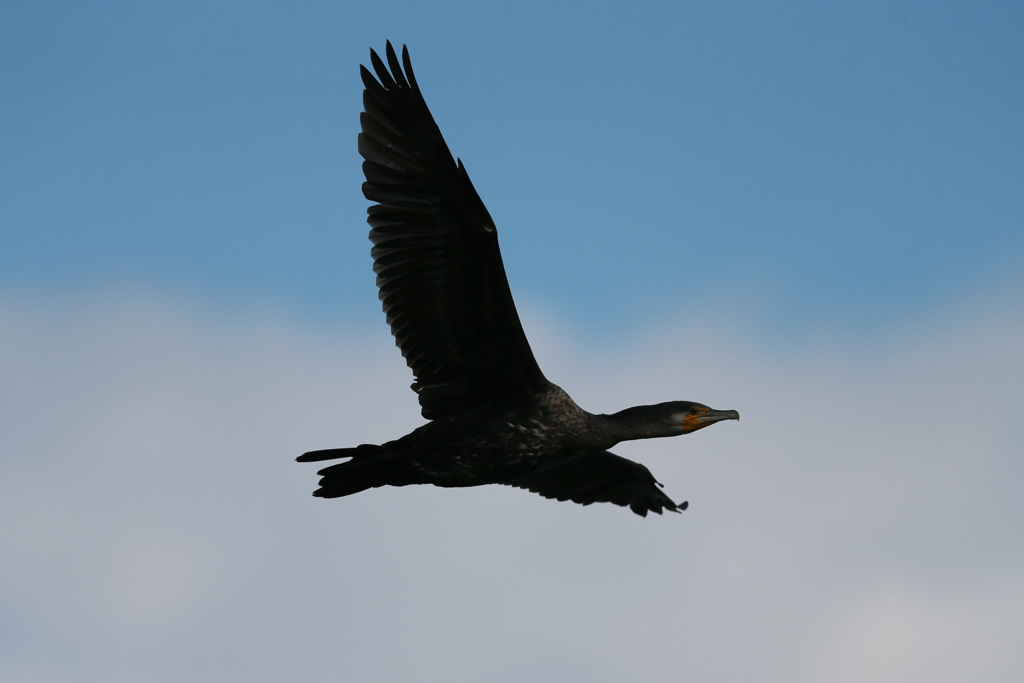 カワウの飛び方-1