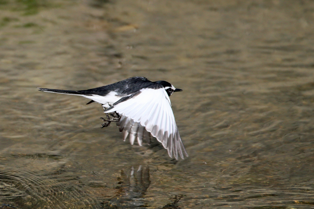 セグロセキレイ飛ぶ-2