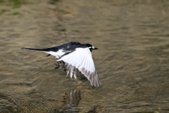 セグロセキレイ飛ぶ-2