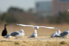 ユリカモメ飛び出し-1