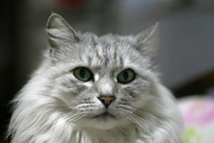 タムキュウジャンク-2