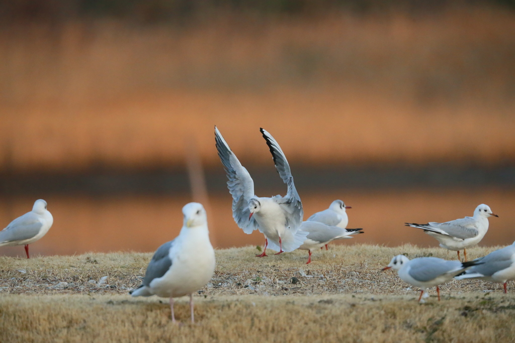 ユリカモメ整列その7
