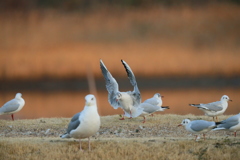 ユリカモメ整列その7