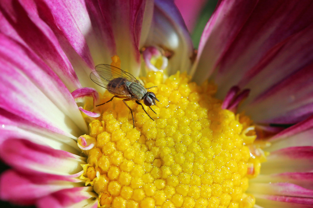 菊の上だときれいに見える？