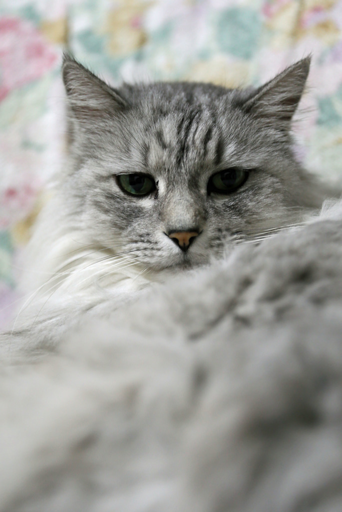 毛がふさふさその2