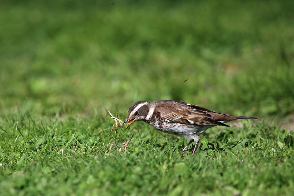 ツグミのお食事中その3