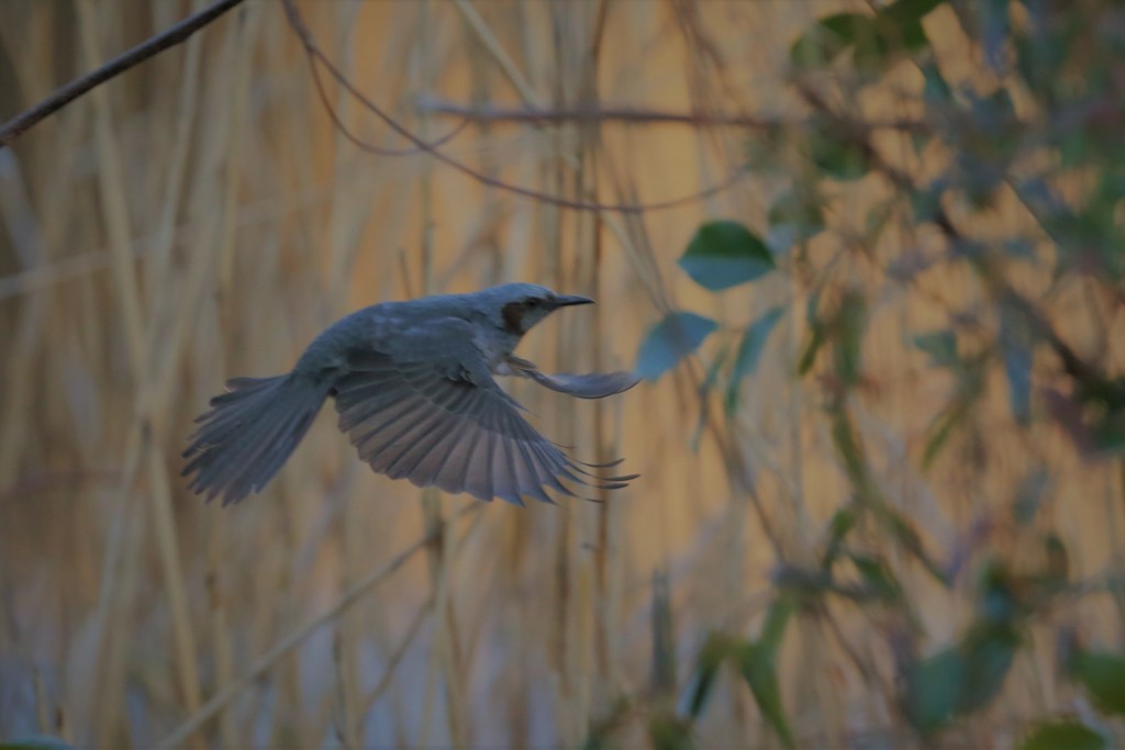 ヒヨドリの飛び方-5