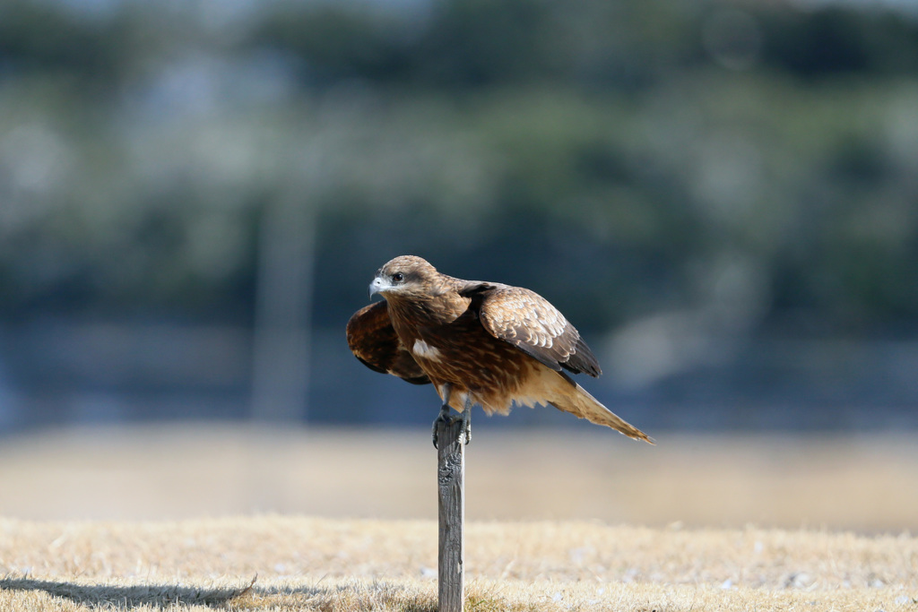 トビの飛び出しその3