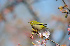 メジロ定番写真