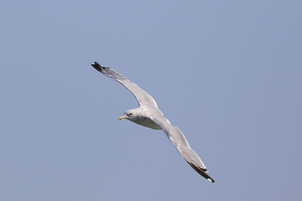 セグロカモメ定番写真