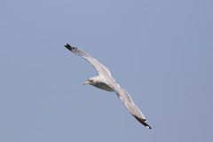 セグロカモメ定番写真