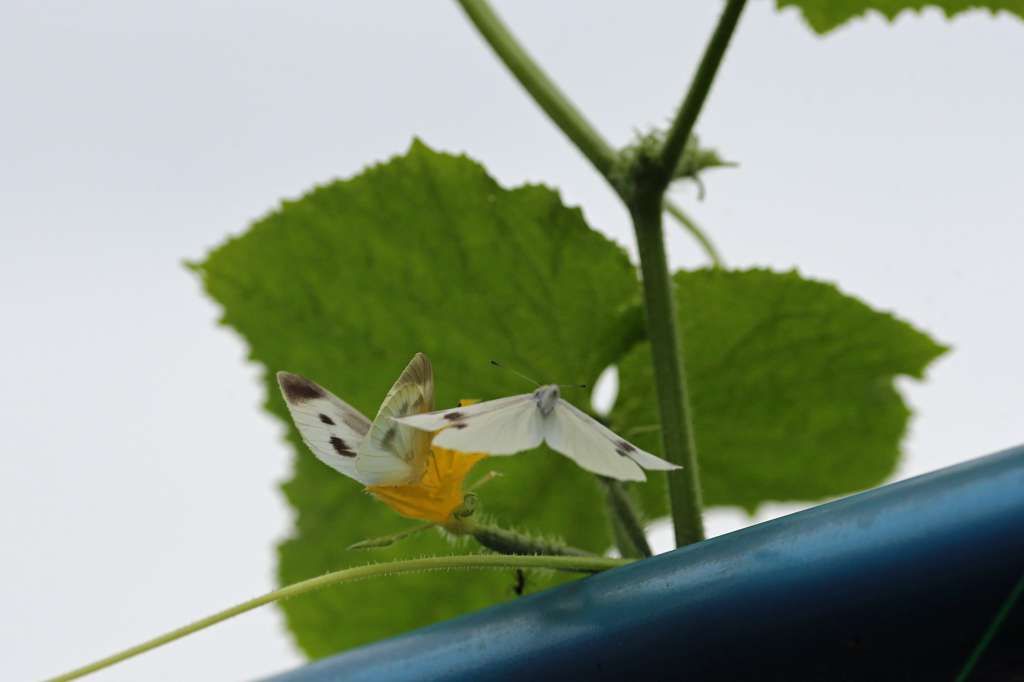 母ちゃんそこどいて