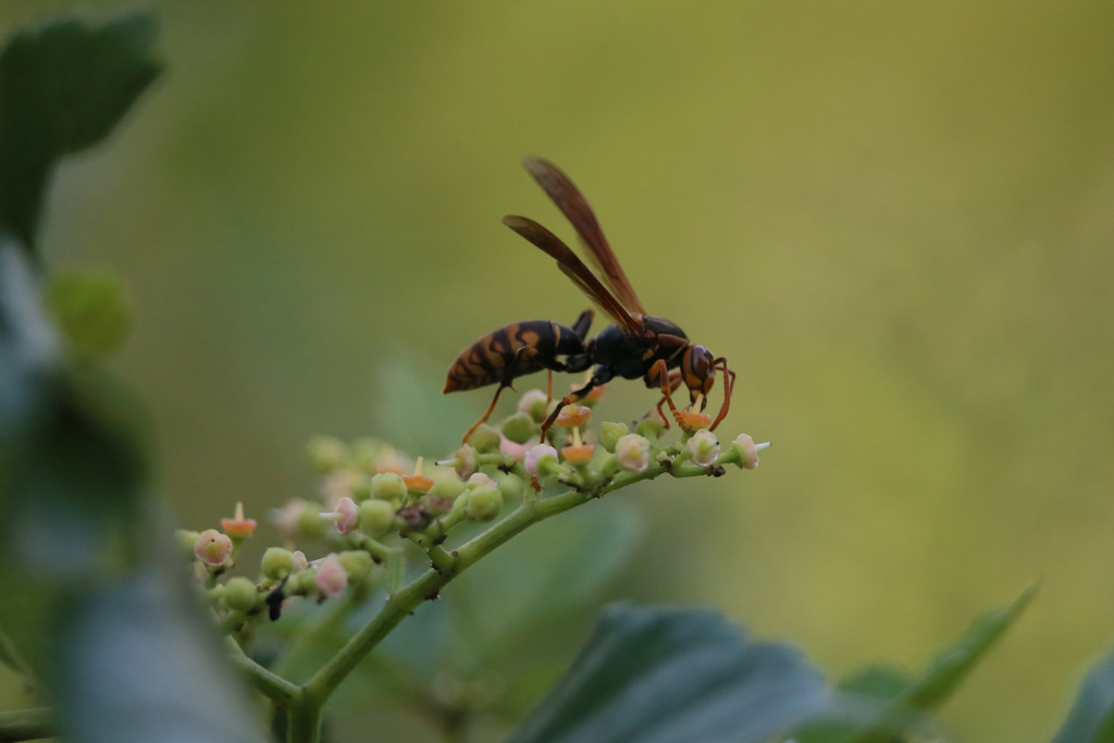 もしかするとスズメバチ？