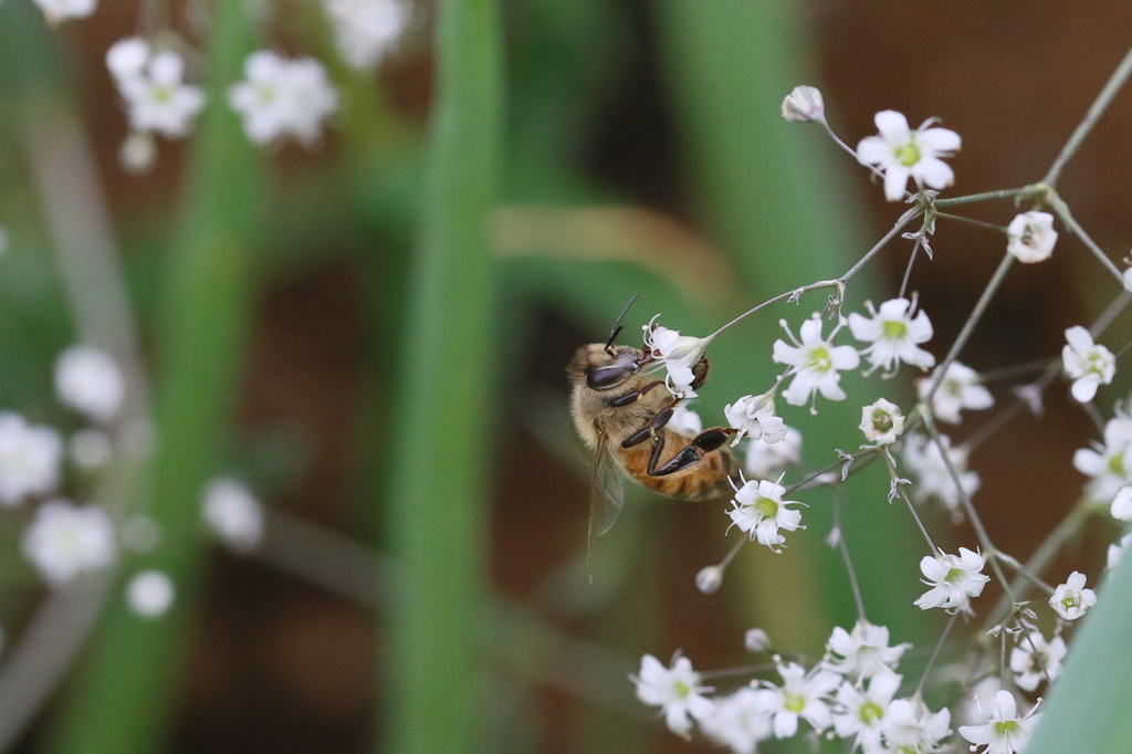 ミツバチより小さいよ