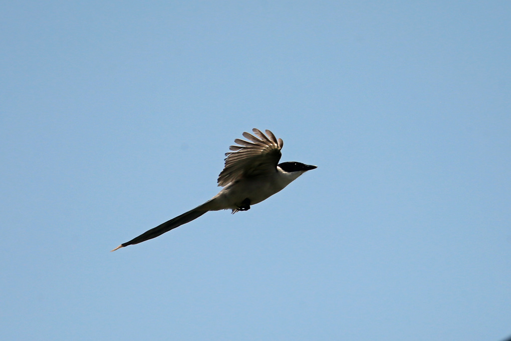 オナガドリ上昇中