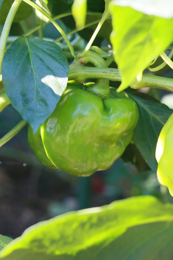 パプリカ（車かな）