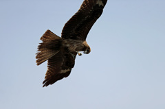 飛びながら食事中