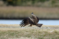 トビさん着地